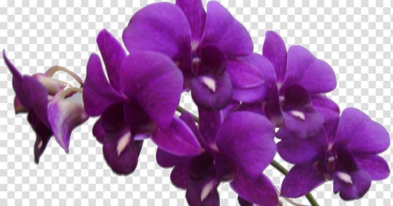 Violet Flower Purple Lilac, violet transparent background PNG clipart