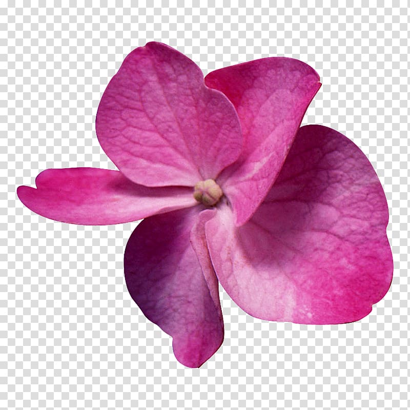 Flower , flor transparent background PNG clipart