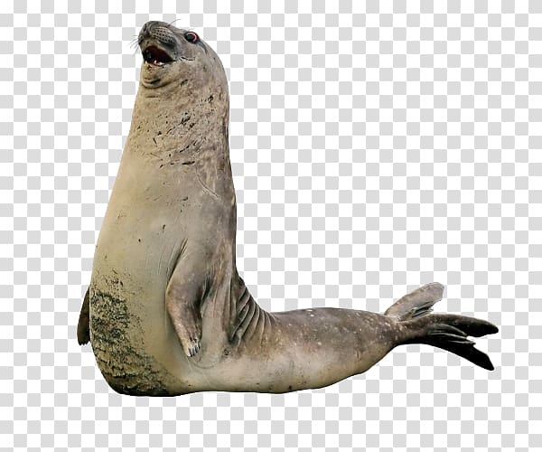 Sea lion Walrus Harbor seal Earless seal Rhinoceros, walrus transparent background PNG clipart