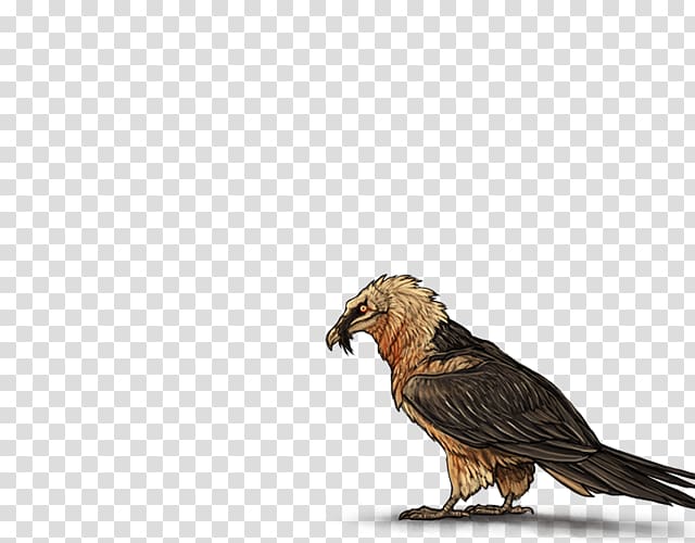 Egyptian vulture Bird Eagle Beak, Bird transparent background PNG clipart