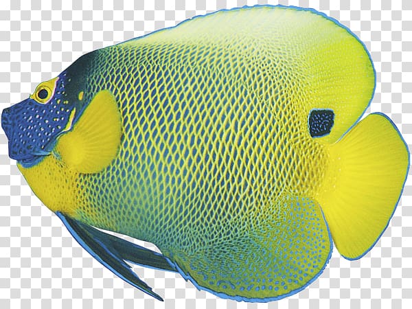 Koi Goldfish Tropical fish, fish transparent background PNG clipart