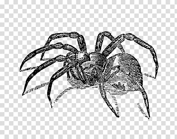 Spider , Scary Spider transparent background PNG clipart