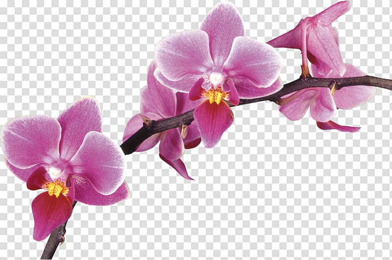 Orchids Desktop Drawing, crocus transparent background PNG clipart