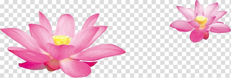 Nelumbo nucifera, coral flowers transparent background PNG clipart