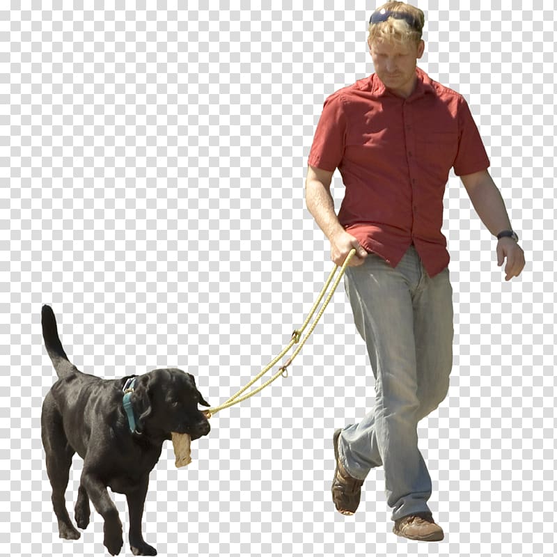 man wearing red button-up shirt walking beside short-coated black dog, Dog walking Pet sitting Puppy Shock collar, dogs transparent background PNG clipart