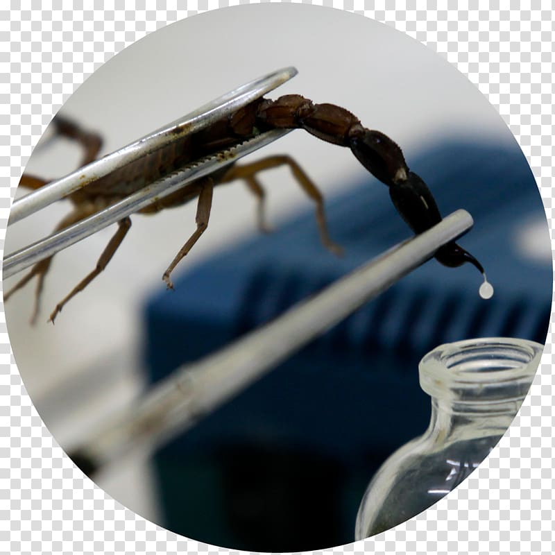 Scorpion sting Poison Venom Fact, Scorpion transparent background PNG clipart