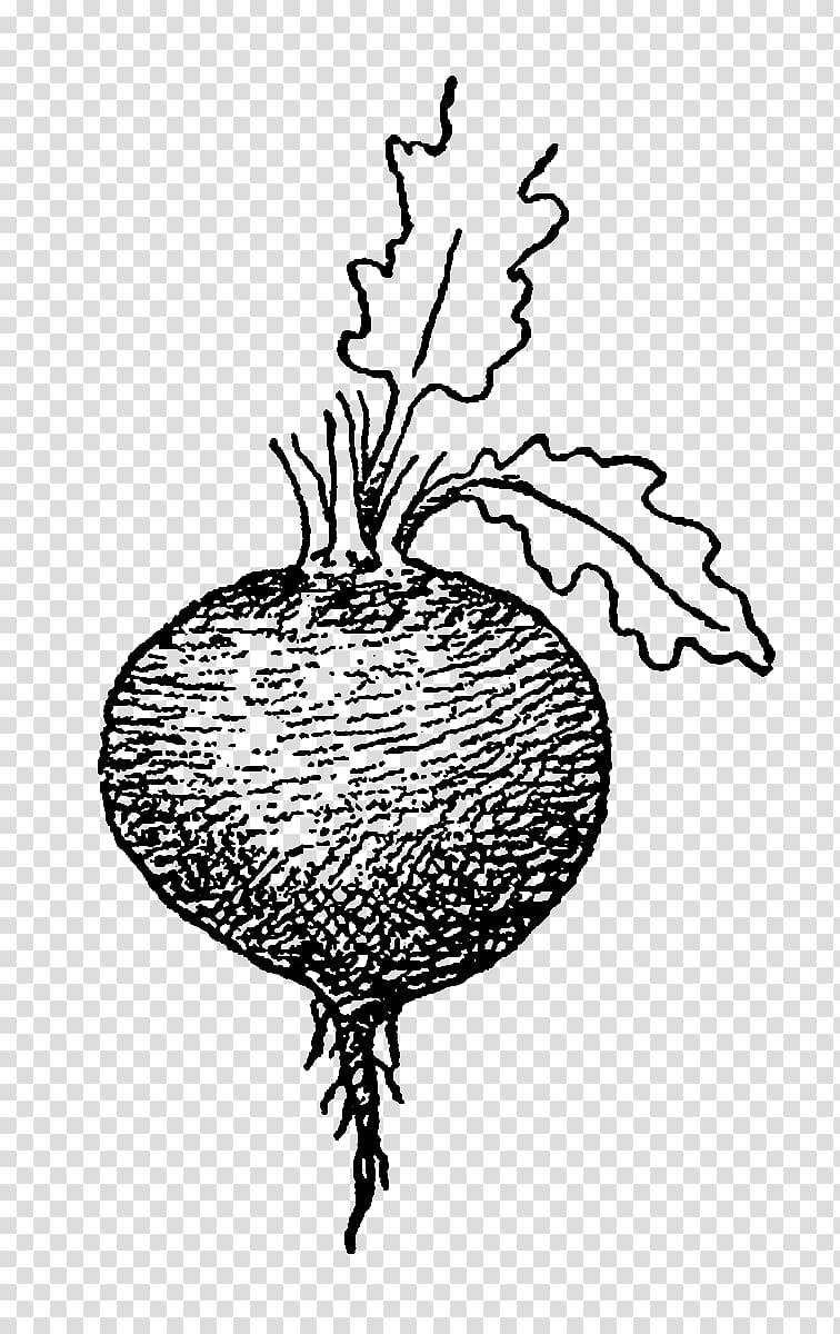 Drawing Beetroot Tuber Parsnip, vegetable transparent background PNG clipart