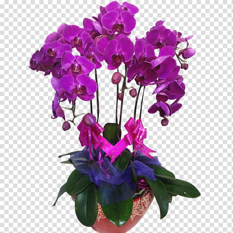 Moth orchids Violet Flowerpot Cut flowers, others transparent background PNG clipart