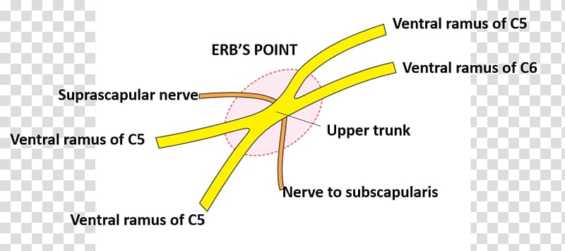 Nerve point of neck Brachial plexus Medial cutaneous nerve of arm Upper trunk Posterior triangle of the neck, arm transparent background PNG clipart