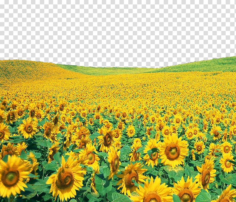 sunflower field at daytime, Common sunflower , Sunflowers File transparent background PNG clipart