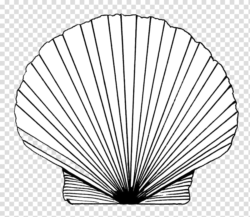 Pectinidae Drawing Line art Seashell, seashell transparent background PNG clipart