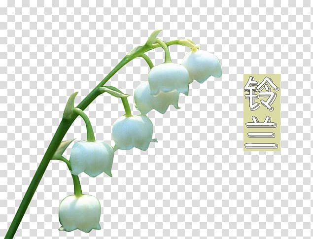 Lily of the valley , White lily of the valley transparent background PNG clipart