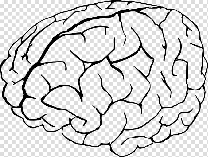 Coloring book Human brain Anatomy, Brain transparent background PNG clipart