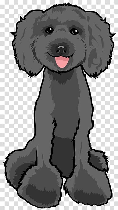 Schnoodle Puppy Poodle Dog breed Companion dog, poodle Dog transparent background PNG clipart