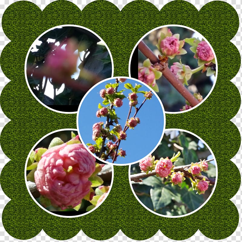 Wedding invitation Flowering plant Quinceañera Fruit, Pianta Aromatica transparent background PNG clipart