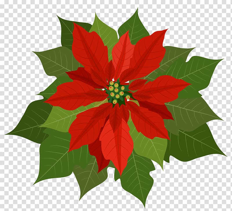 red petaled flower and green leaves illustration, Poinsettia , Christmas Poinsettia transparent background PNG clipart