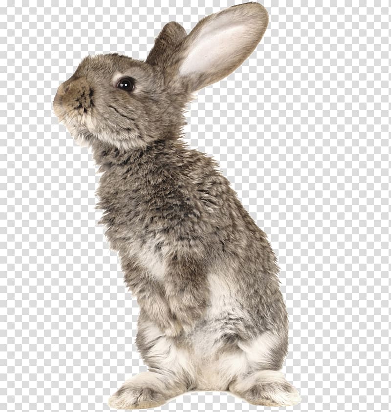 gray rabbit art, Rabbit Cat Pet , Gray rabbit transparent background PNG clipart