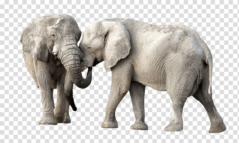 two gray elephants, Young Elephants transparent background PNG clipart