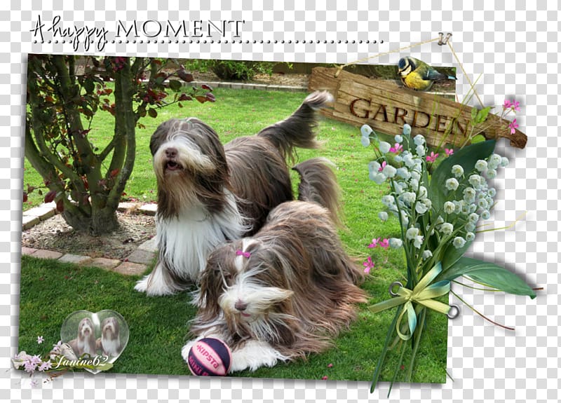 Dog breed Bearded Collie Shih Tzu Rough Collie, Georges Jouvin transparent background PNG clipart