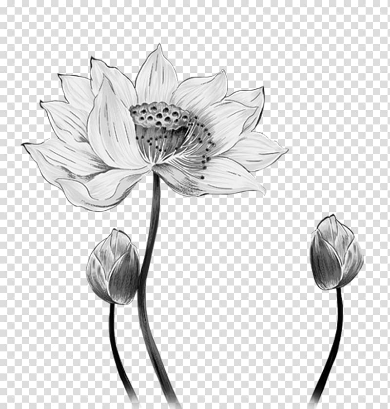 Nelumbo nucifera Ink wash painting , Hand-painted lotus transparent background PNG clipart