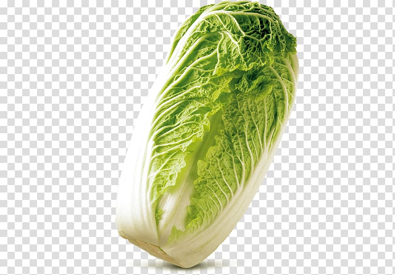 Romaine lettuce Cabbage Cruciferous vegetables Rutabaga Spring greens, chinese cabbage transparent background PNG clipart