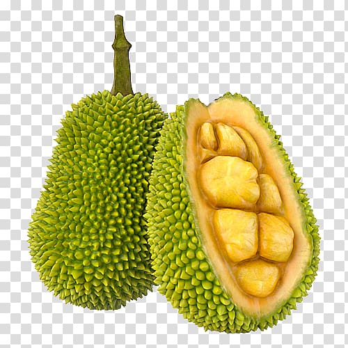 two durian fruits, Jackfruit Cempedak 3D modeling TurboSquid, others transparent background PNG clipart