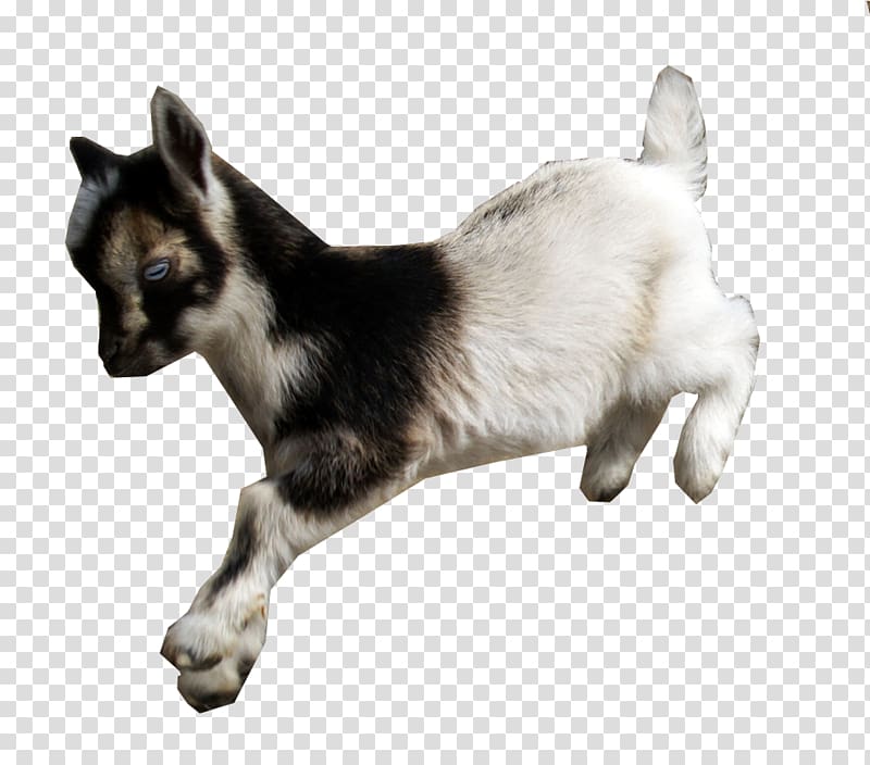American Lamancha goat Nigerian Dwarf goat Fainting goat Cat Animal, Dwarf transparent background PNG clipart