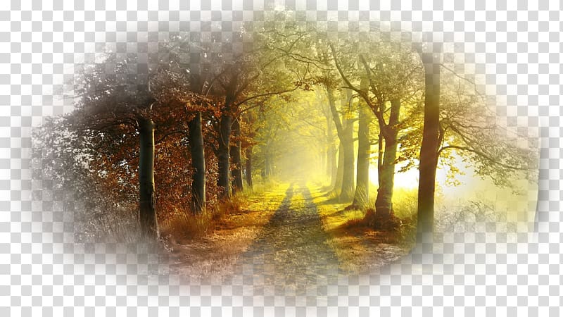 Forest Sunlight Desktop 1080p, forest transparent background PNG clipart