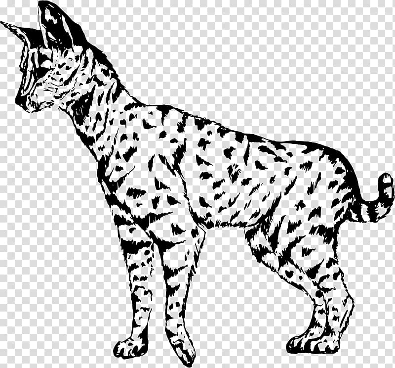 Whiskers Wildcat Savannah cat Ocelot Domestic short-haired cat, others transparent background PNG clipart