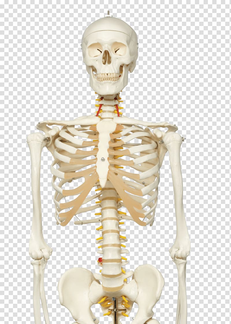 Human skeleton Human anatomy Vertebral column, Gym Poster transparent background PNG clipart