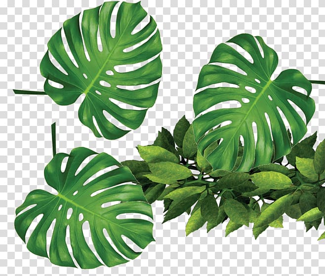 tropical plants green leaves transparent background PNG clipart