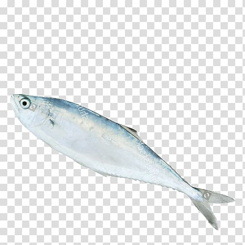 Sardine Fish products Mackerel Oily fish 09777, fish transparent background PNG clipart