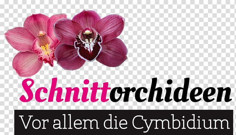 Cut flowers Blumen Risse Boat orchid Moth orchids, Cymbidium transparent background PNG clipart