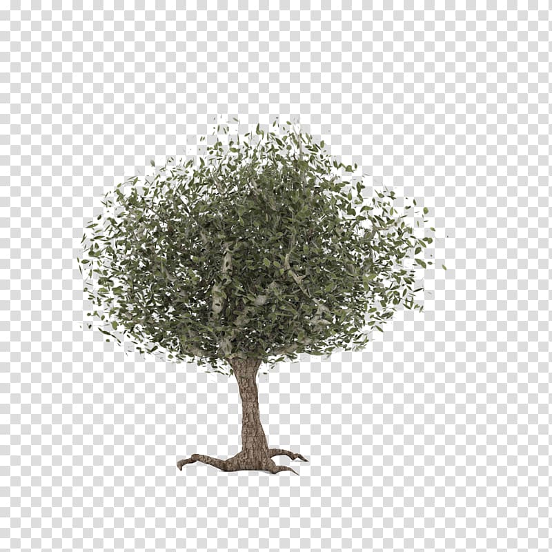 Twig Common hawthorn Celtic sacred trees, tree transparent background PNG clipart