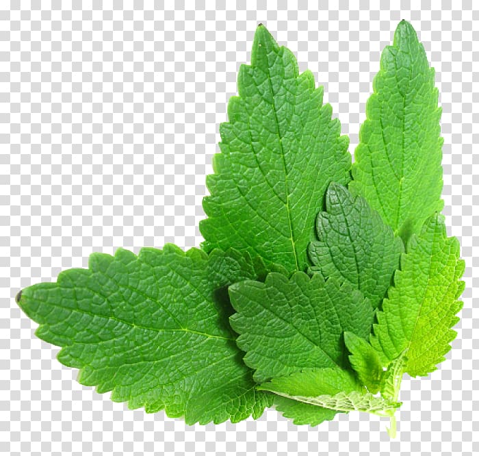 mint leaf illustration, Herbalism Mint Food, Herbs File transparent background PNG clipart