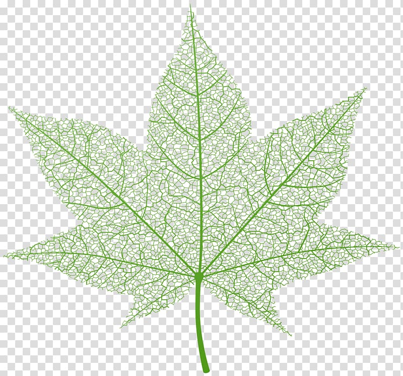 green maple leaf , Leaf Maple, Green Autumn Leaf transparent background PNG clipart