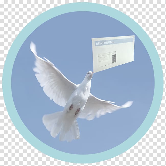 Homing pigeon Columbidae Bird Release dove Jacobin pigeon, Bird transparent background PNG clipart