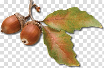 walnut , Acorn Autumn Leaves transparent background PNG clipart