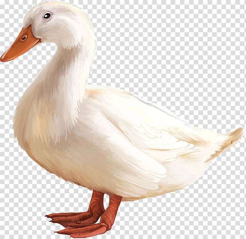 American Pekin Duck Goose, duck transparent background PNG clipart
