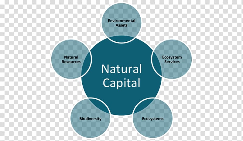 Natural capital Mattress Nature K. D. Supply Chain Solutions Private Limited Organization, downstream transparent background PNG clipart