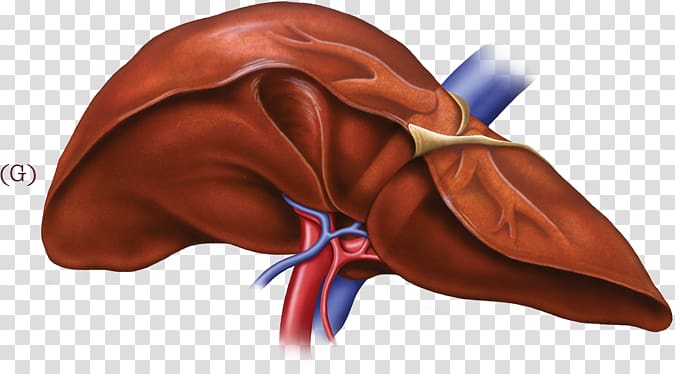 Liver disease Health Food Digestion, human-liver transparent background PNG clipart