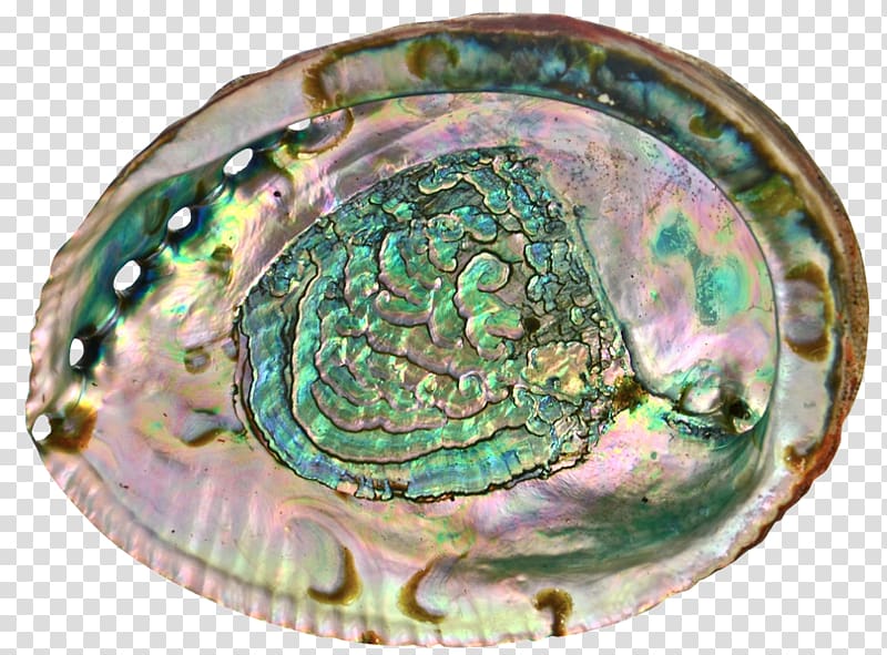 Abalone Mussel Clam Oyster Shellfish, PEARL SHELL transparent background PNG clipart