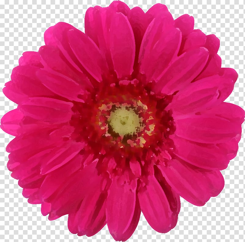 Transvaal daisy Daisy family Pink Rose Common daisy, flowers real transparent background PNG clipart