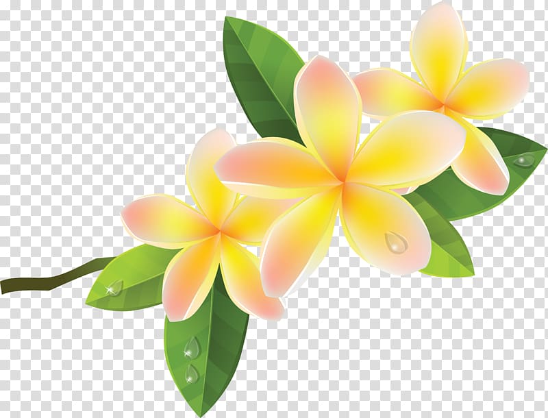 Frangipani , flower tropical transparent background PNG clipart