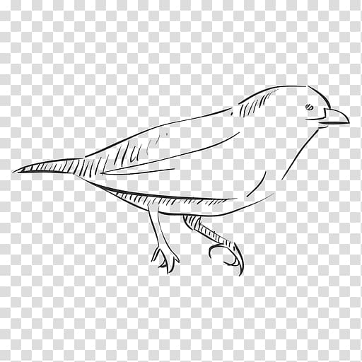 Bird Drawing Thrush, hand drawn transparent background PNG clipart