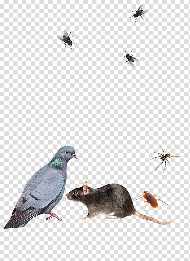 Pest Control Insecticide Rat Rodenticide, rat transparent background PNG clipart