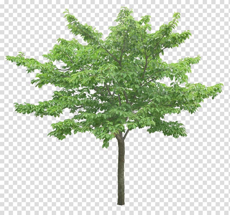 luxuriant trees transparent background PNG clipart