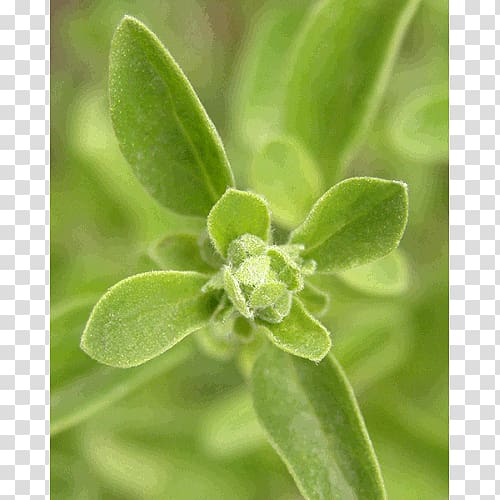 Organic food Organic certification Essential oil Soil Association Marjoram, oil transparent background PNG clipart