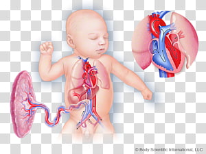 Homo sapiens Human behavior Shoulder Infant Toddler, others transparent background PNG clipart thumbnail