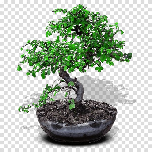 Chinese sweet plum Bonsai Ornamental plant Flowerpot Tree, tree transparent background PNG clipart